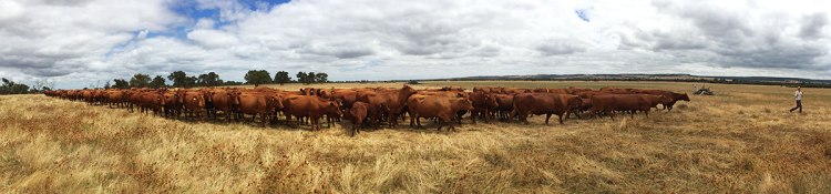 Phil's herd of 126 Red Angus cows & calves