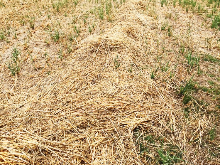 Phil's neighbour thinks he is mad. This is high quality oat & clover hay, but it is being left on the ground like this, where the cattle will graze it in situ. They apparently clean up every last bit, and it saves the cost of baling and muck spreading